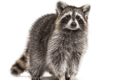 Target Pest Management Services (1)