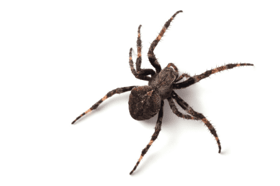 Target Pest Management Services (11)