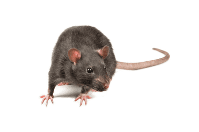 Target Pest Management Services (2)