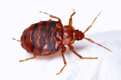 Target Pest Management Services (9)